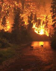 Wildfires key source of aerosols